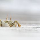 Ghost Crab