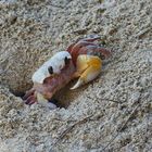 ...Ghost Crab...