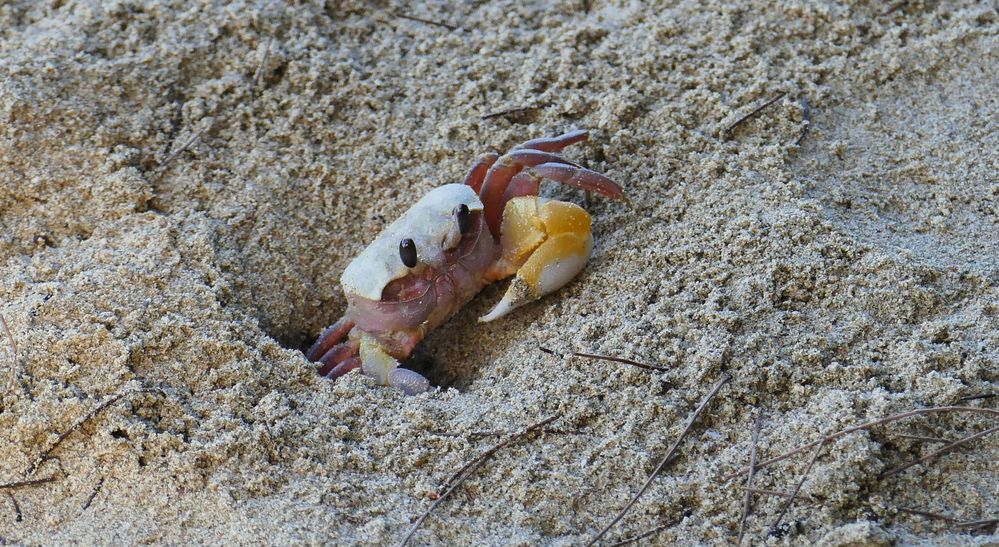 ...Ghost Crab...