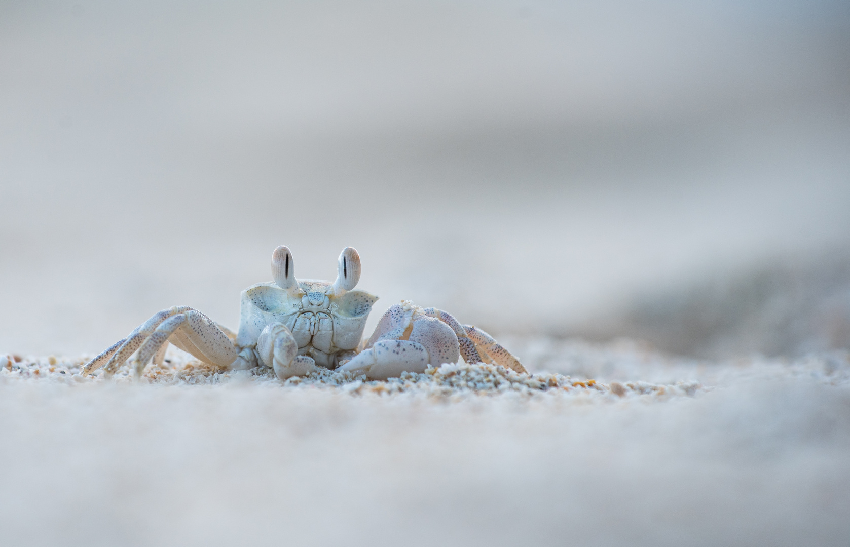 __Ghost Crab_______