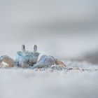 __Ghost Crab_______