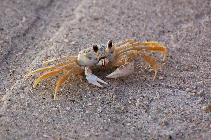 Ghost Crab (Ocypode quadrata)