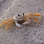 Ghost Crab (Ocypode quadrata)