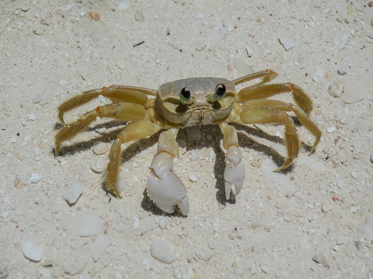 Ghost crab (Ocypodinae)