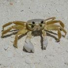 Ghost crab (Ocypodinae)