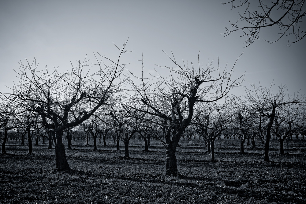 ghost forest