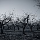 ghost forest