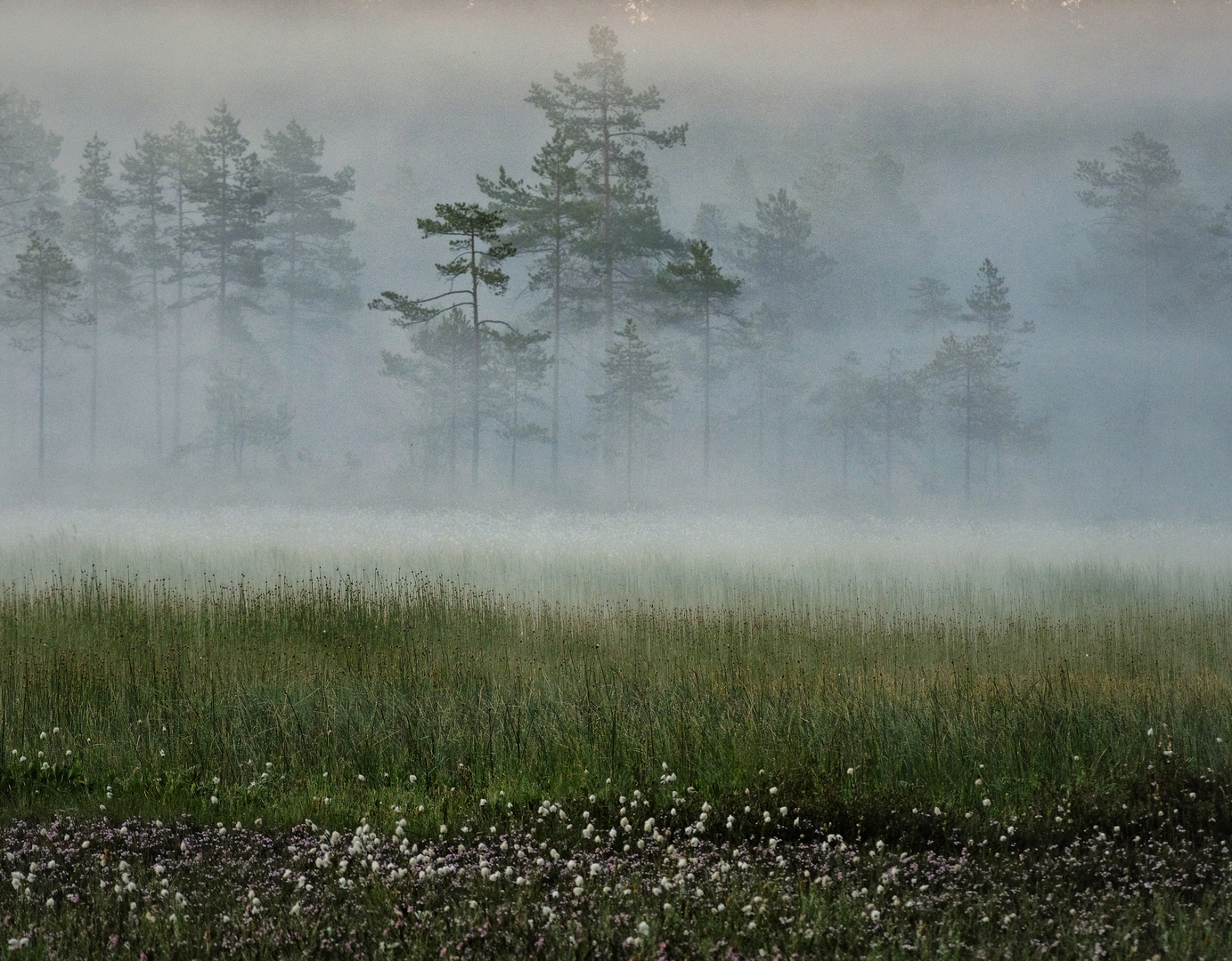 Ghost forest 