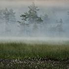 Ghost forest 