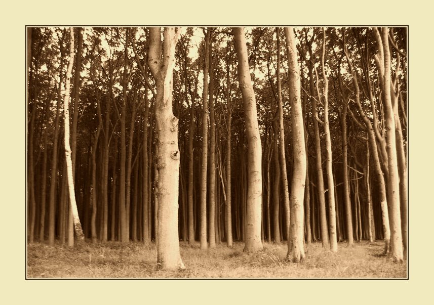 ---Ghost-Forest (3)---