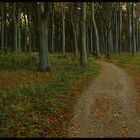 Ghost Forest