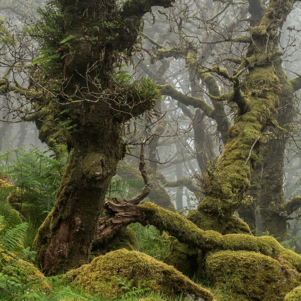 *ghost forest*