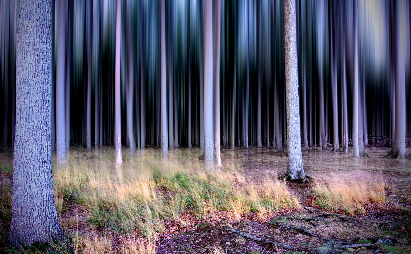 Ghost Forest Nienhagen