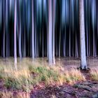 Ghost Forest Nienhagen