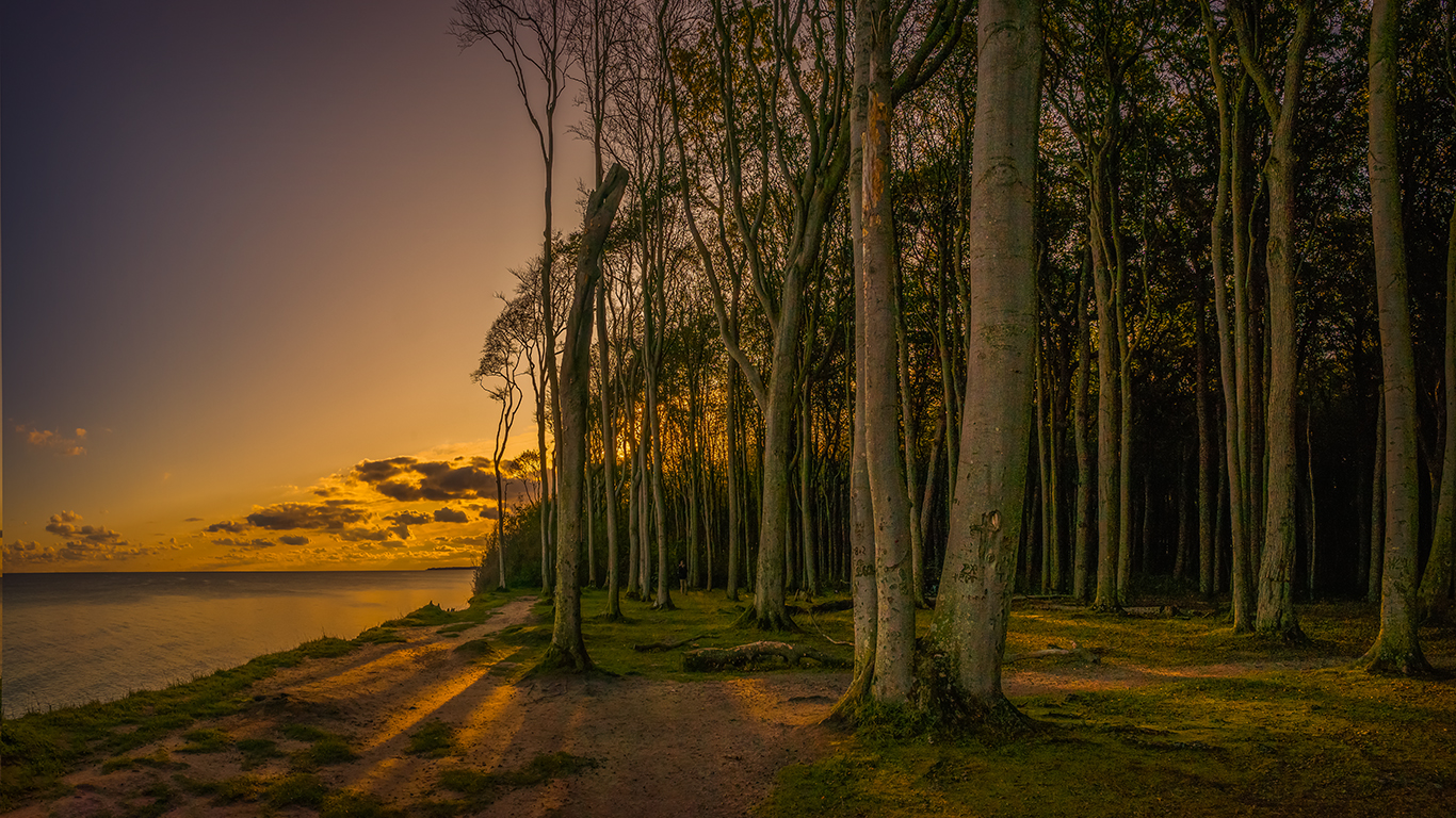 Ghost Forest Sunrise