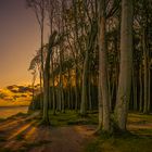 Ghost Forest Sunrise