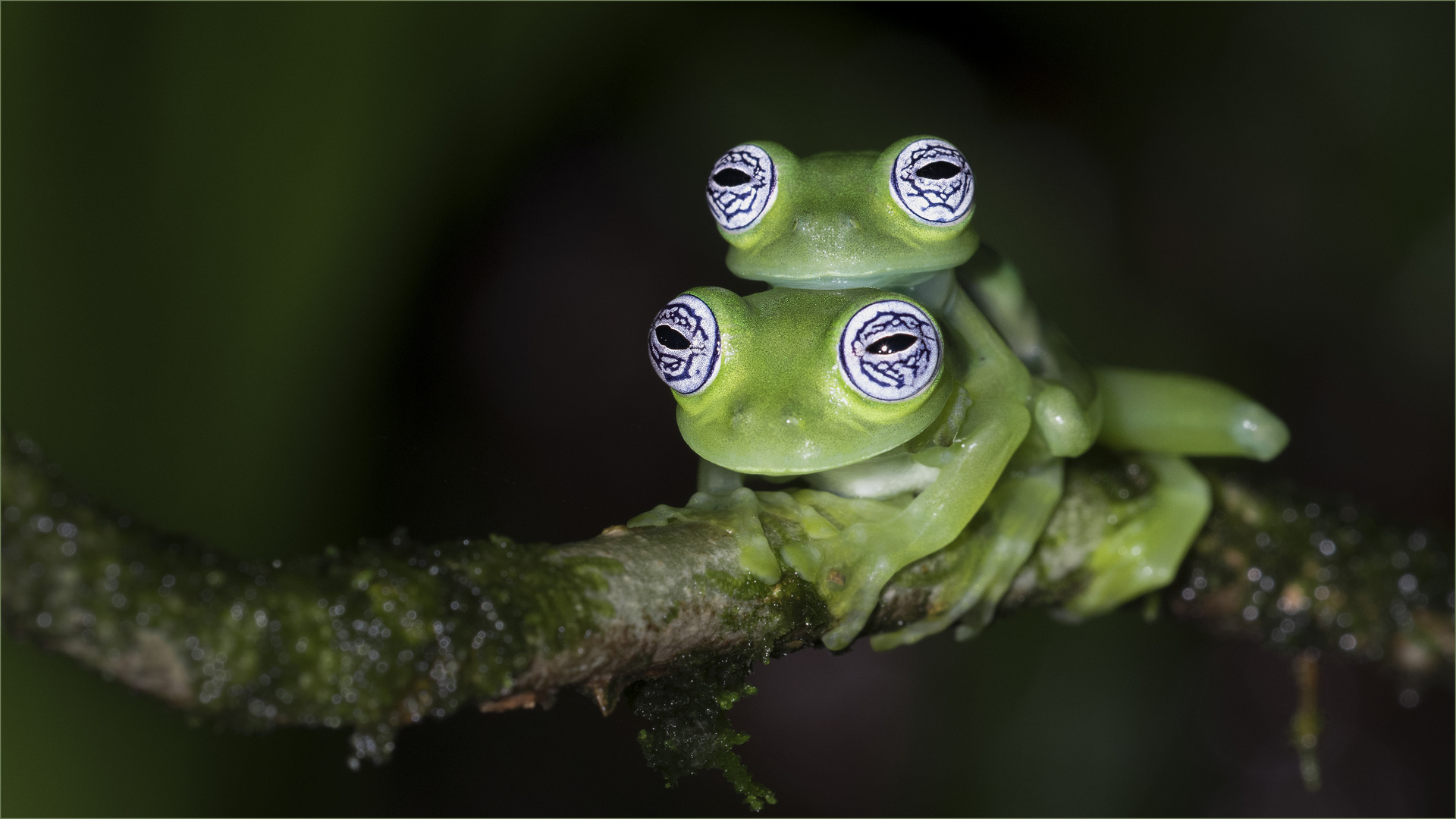 Ghost glass frog