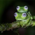 Ghost glass frog