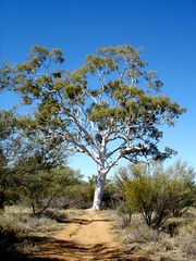 Ghost Gum, 1