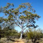 Ghost Gum, 1