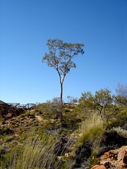 Ghost Gum 1