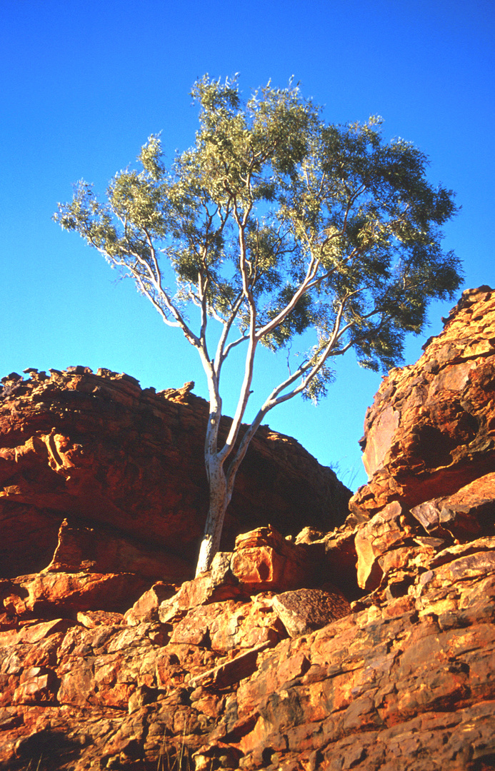 Ghost Gum