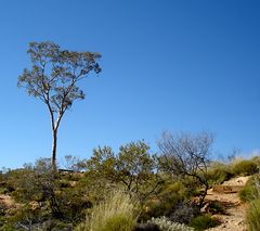 Ghost Gum 2