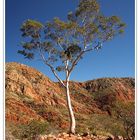 Ghost Gum