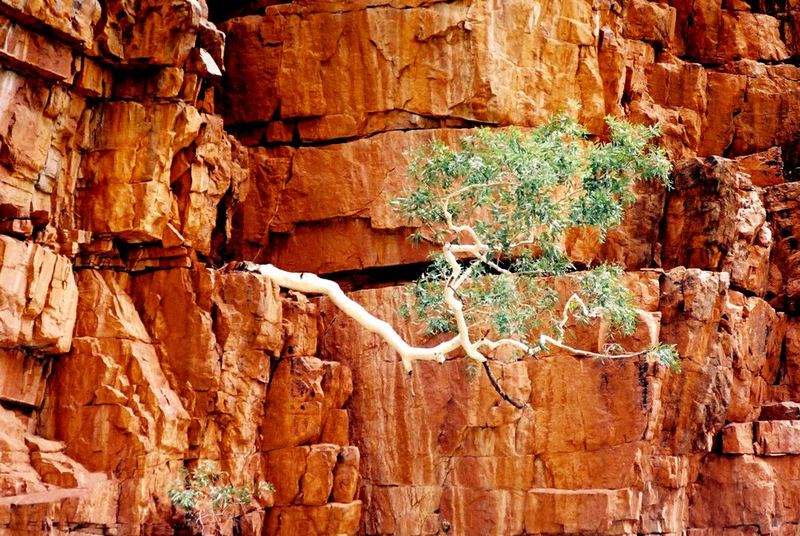 Ghost Gum