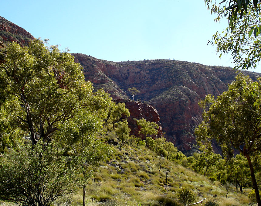 Ghost Gum from a distance [cut]