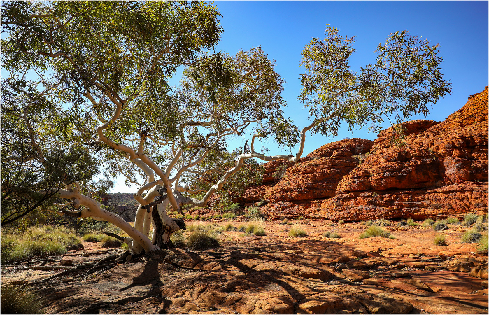 Ghost Gum in Kings Canyon