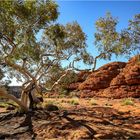 Ghost Gum in Kings Canyon