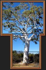 Ghost Gum stack