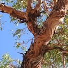 "ghost gum tree"