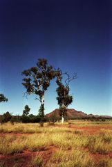 Ghost Gum Trees im Outback