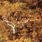 Ghost Gums