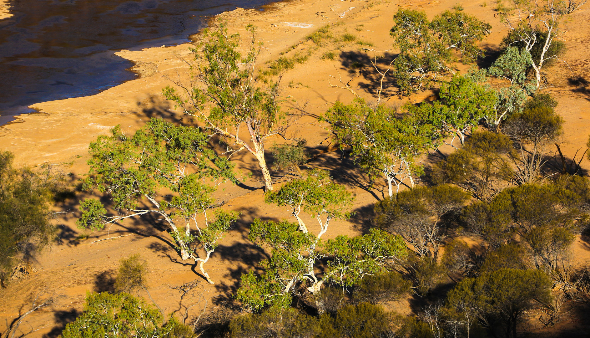 Ghost Gums im Kalbarri Nationalpark