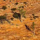 Ghost Gums im Kalbarri NP