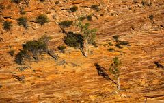 Ghost Gums im Kalbarri NP