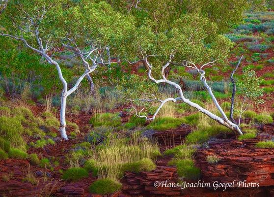 Ghost Gums National Park