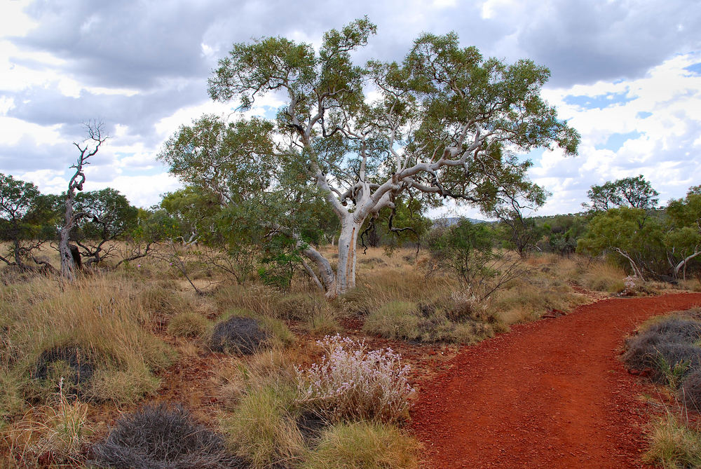 Ghost Gums und Stachelschweingras