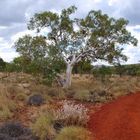 Ghost Gums und Stachelschweingras