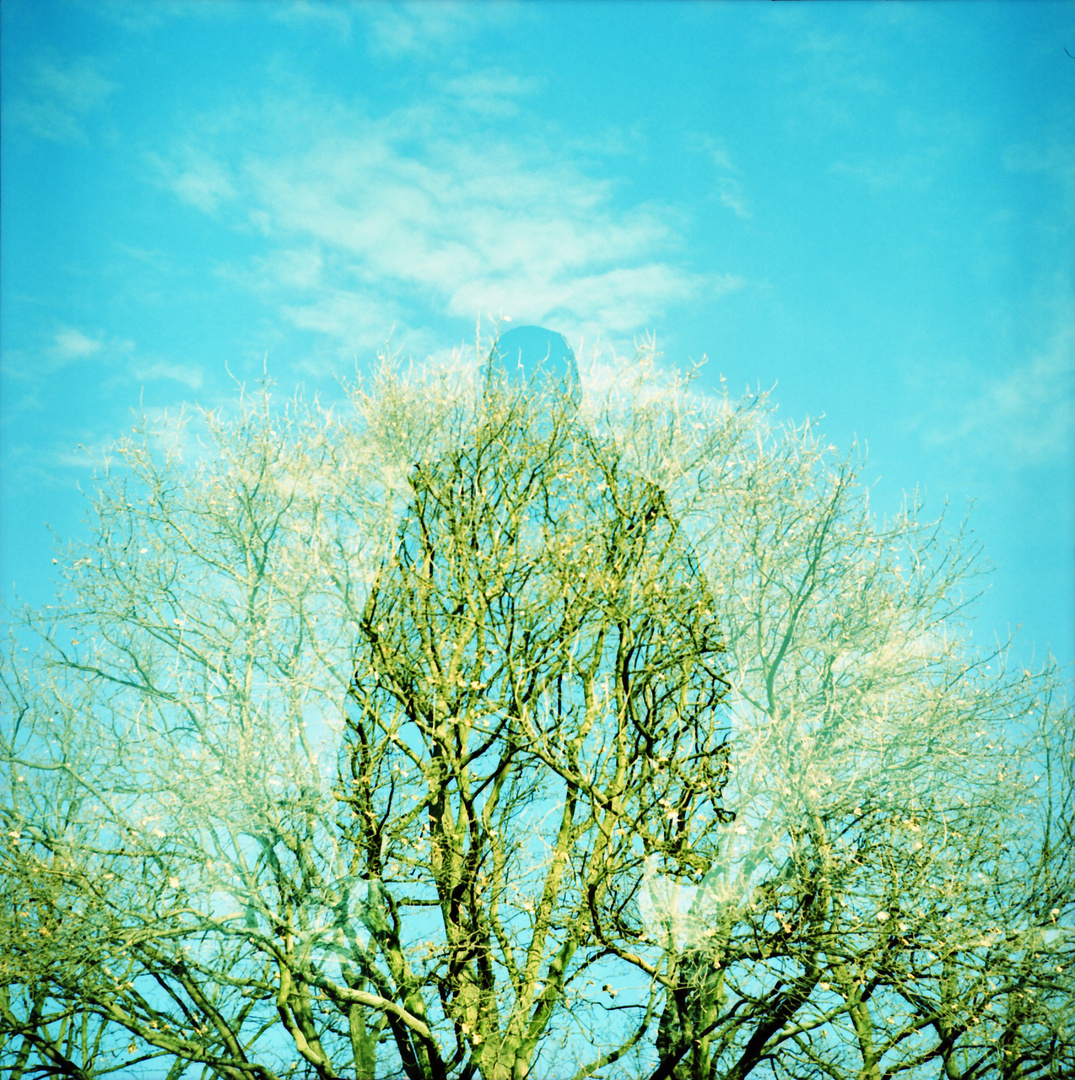 ghost in the tree