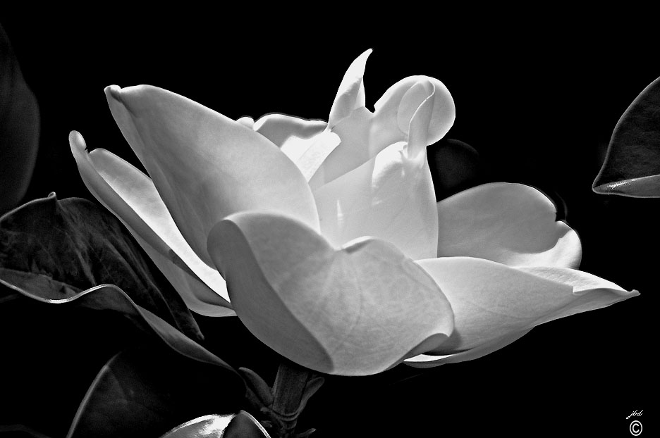 ... Ghost Magnolia...