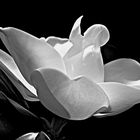 ... Ghost Magnolia...