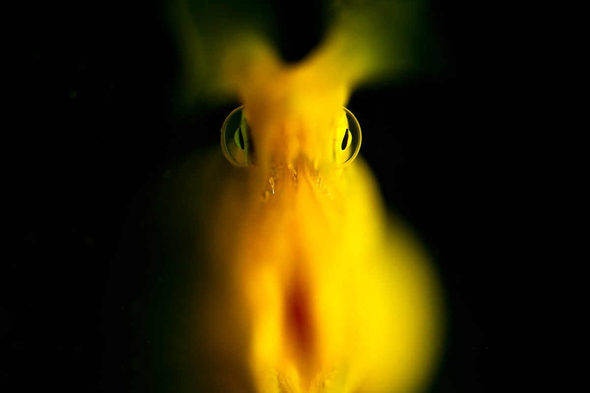 Ghost moray eel