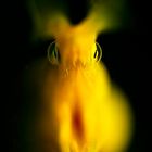 Ghost moray eel