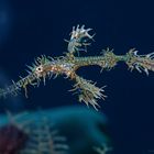 Ghost Pipefish