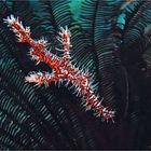 Ghost Pipefish