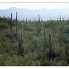 Ghost Saguaro